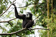 Lar Gibbon Sitting In A Tree
