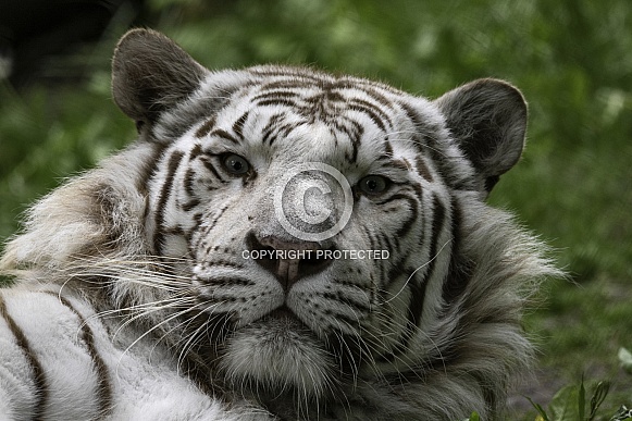 White Tiger Looking Up From Lying Down