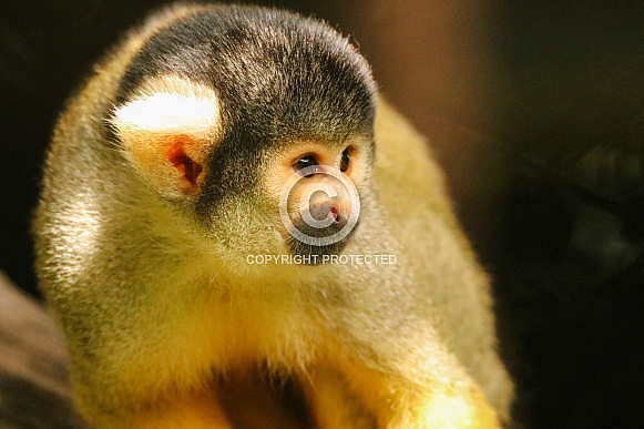 Squirrel Monkey Squirrel Monkey