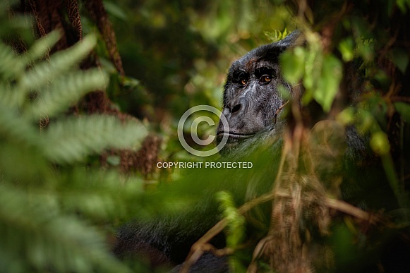 Wild mountain gorilla in the nature habitat
