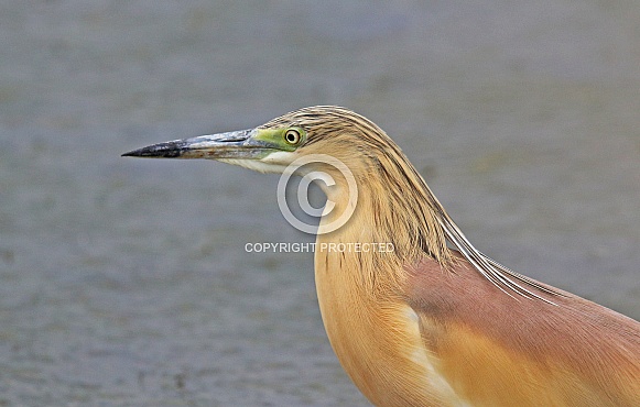 Squacco Heron Squacco Heron