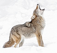 Howling Coyote