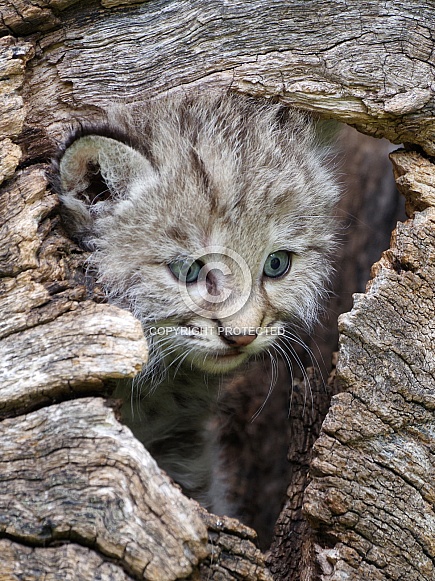 Bobcat kitten