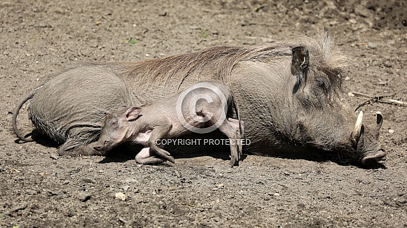 Common warthogs (Phacochoerus africanus)