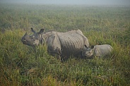 Indian rhino in the nature habitat