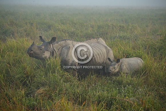 Indian rhino in the nature habitat