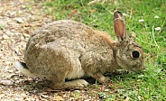 Rabbit