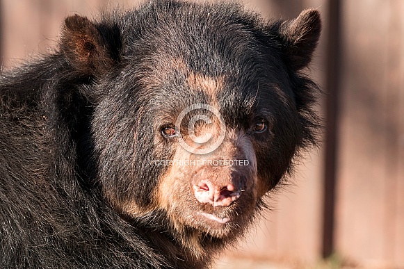 Andean Bear Close Up Face Shot Andean Bear Close Up Face Shot
