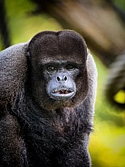 Woolly Monkey