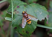 Hoverfly mimic
