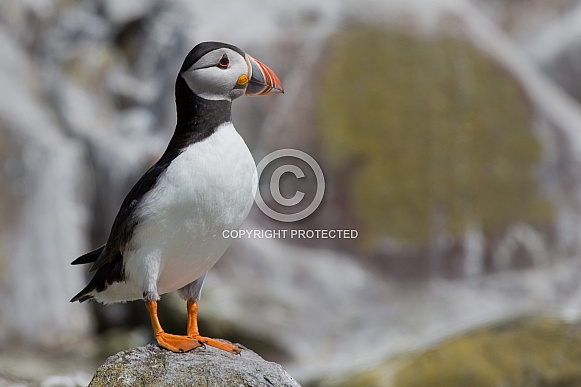 Puffin the birds from the arctic.