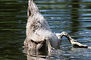Mute Swan Cygnet - Bottoms Up