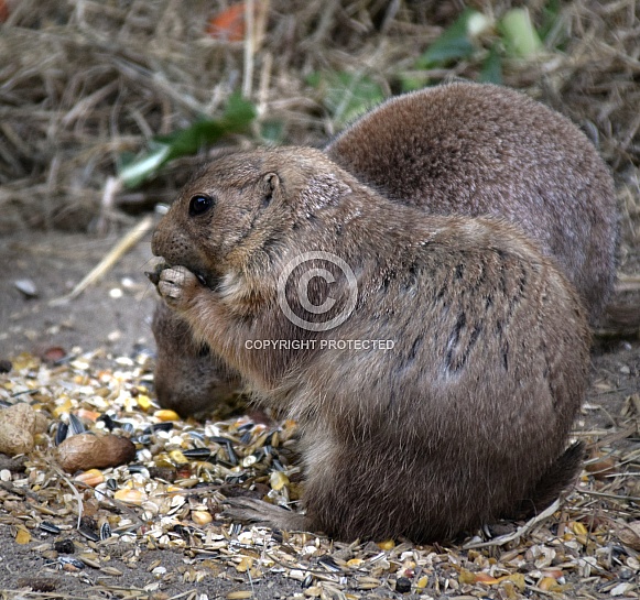 Prairie Dog