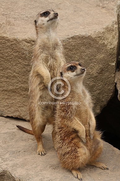 Meerkats
