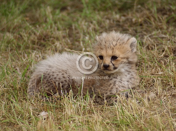 Cheetah Cubs Cheetah Cubs