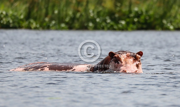 Hippopotamus