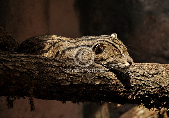 Fishing cat