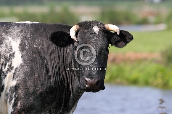 Dutch Cow and Cows