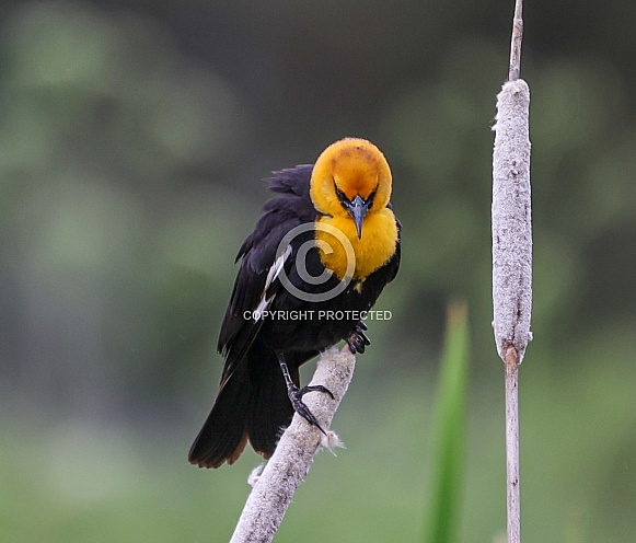 Yellow-headed Blackbird