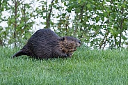 Beaver in nature