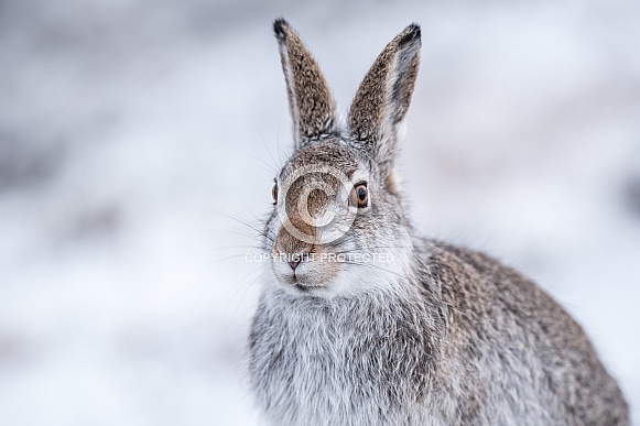 Mountain Hare