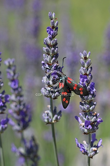 Six-Spot Burnet Moth On Lavender Six-Spot Burnet Moth On Lavender