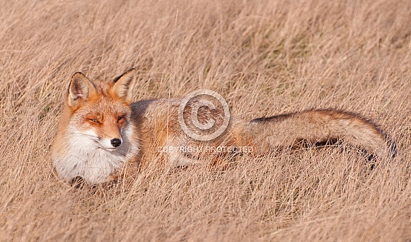 Red Fox