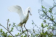 The Eurasian spoonbill