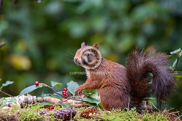 Red Squirrel