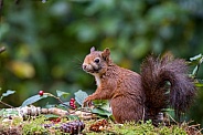 Red Squirrel