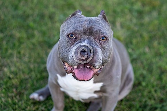 Gray pitbull looking up at the camera