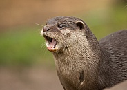 Oriental Small Clawed Otter