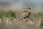 The short-eared owl (Asio flammeus)