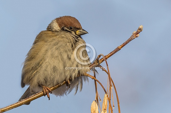 Tree sparrow Tree sparrow