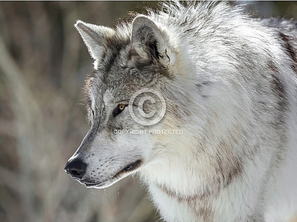 Wolf