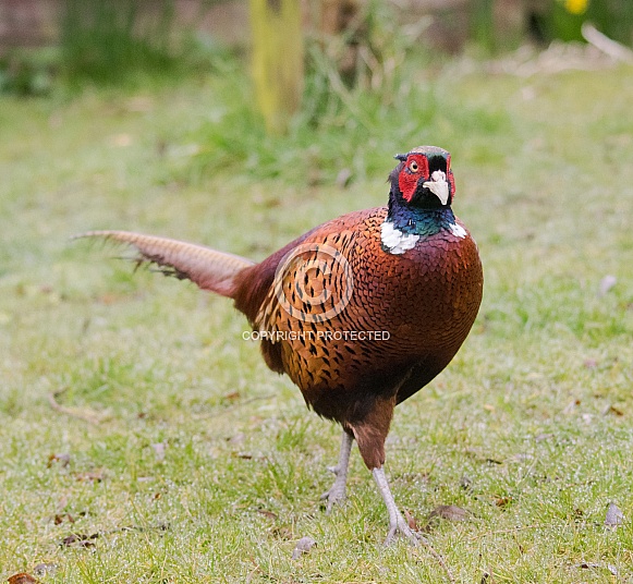 Pheasant