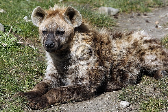 Spotted Hyena Spotted Hyena