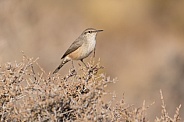 Rock Wren, Salpinctes obsoletus