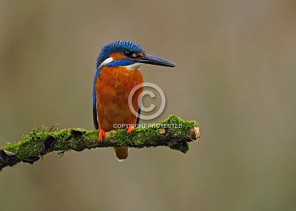 Kingfisher Kingfisher
