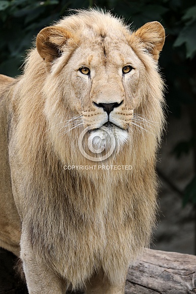 Male lion (panthera leo)