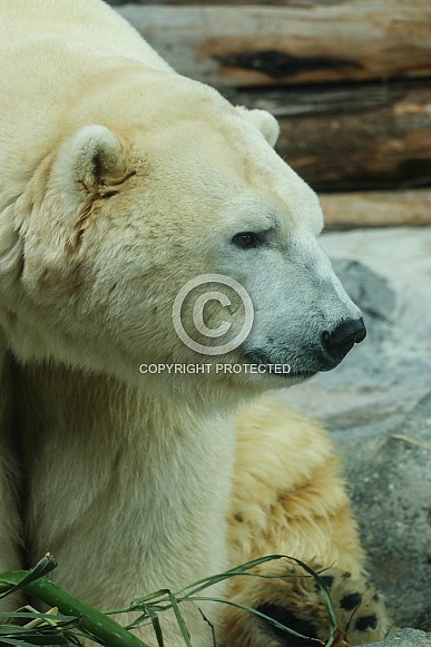 Polar Bear Polar Bear