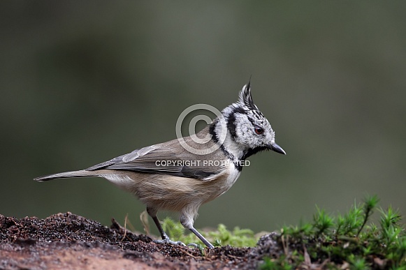 The crested tit or European crested tit