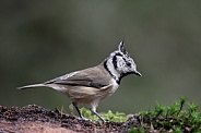 The crested tit or European crested tit