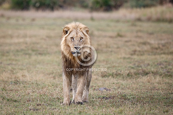 African Lion (wild)