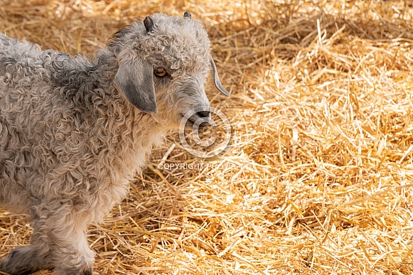 Young Angora Goat Side Profile