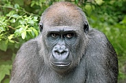 Western Lowland Gorilla (Gorilla Gorilla Gorilla)