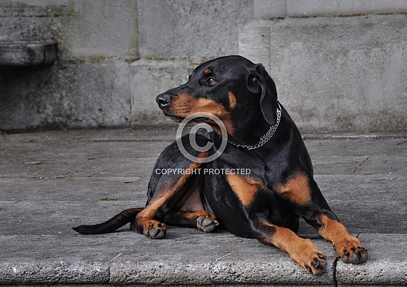 Doberman Pinscher Doberman Pinscher