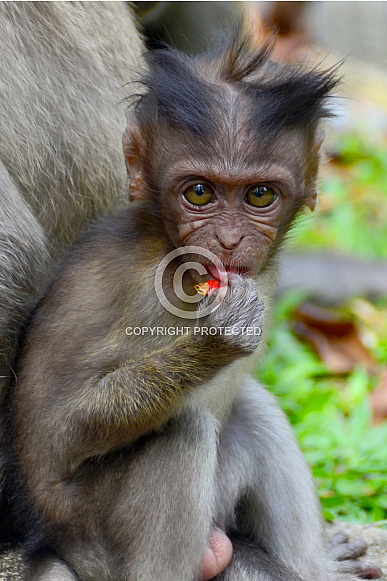 Macaque