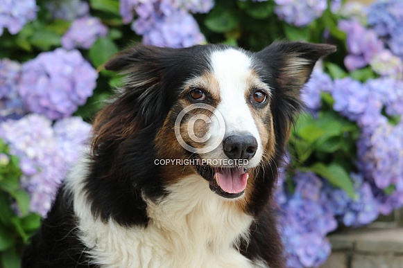 Border Collie Border Collie