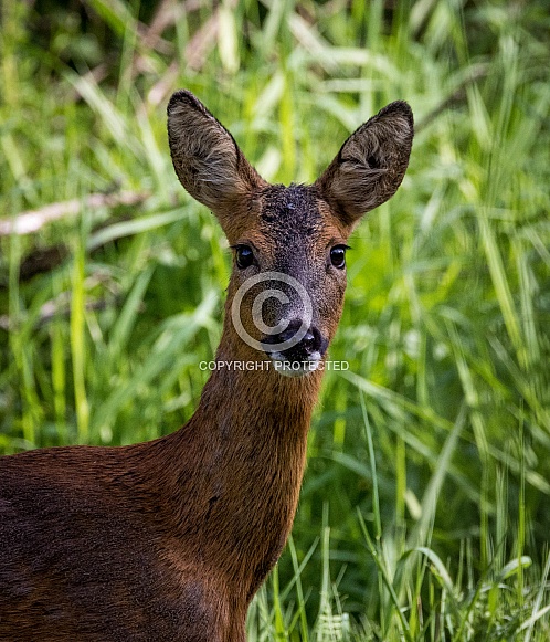 Roe Deer profile
